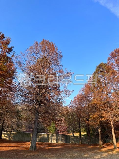 용인,호암미술관,데이트,낙엽,가을,단풍,산책