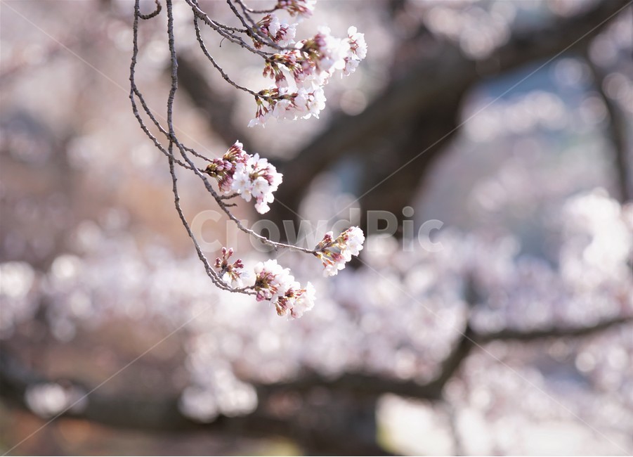 벚꽃,봄,꽃,나무,자연,식물,예쁨,아름다움,하얀색,분홍색,감성,느낌,nature,flower,spring,white,pink,beauty,emotion,feeling,trees,봄,계절,spring,season,꽃,flower,plant,blossom,cherry blossom