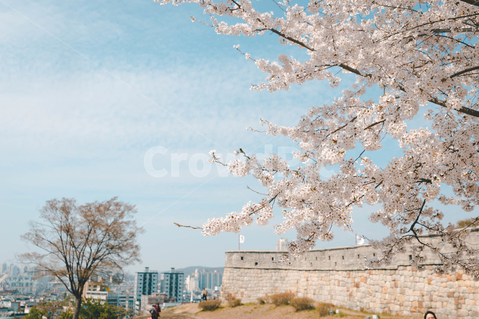봄,벚꽃,봄꽃,꽃잎,flower,blossom,cheeryblossom