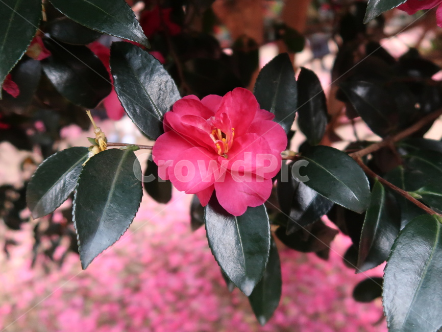 동백,동백꽃,제주도,감성,꽃,감성사진,flower,camelia,카멜리아,봄