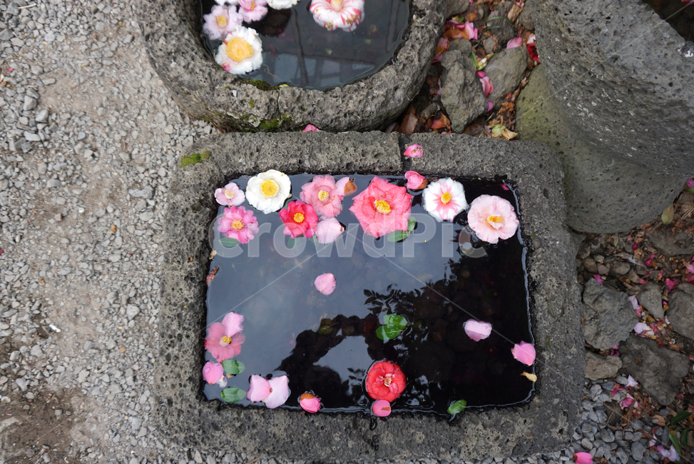 카멜리아힐,제주카멜리아힐,동백꽃,제주,camelliahill,garden,flowers,꽃,flower