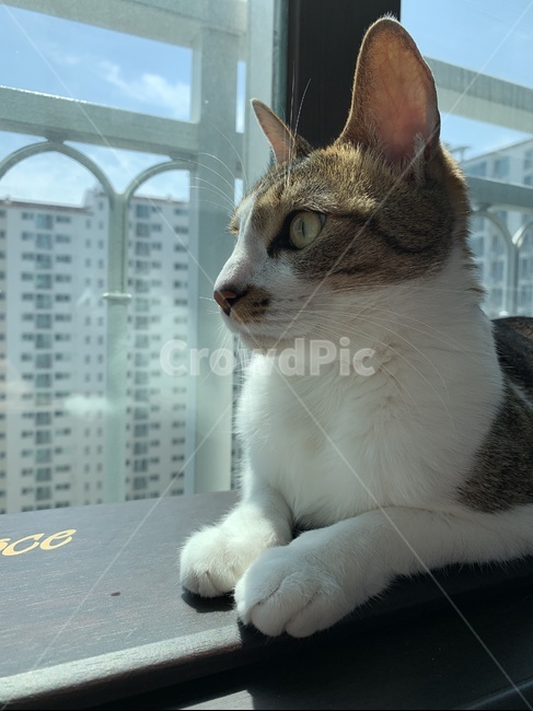 고양이,코리안숏헤어,코숏,코숏고등어,코리안숏헤어고등어,햇살받는고양이,창가의고양이,노란눈고양이,koreanshorthair,cat,yelloweyedcat,동물,animal,포유류,mammal,고양이,cat,kitten,kitty