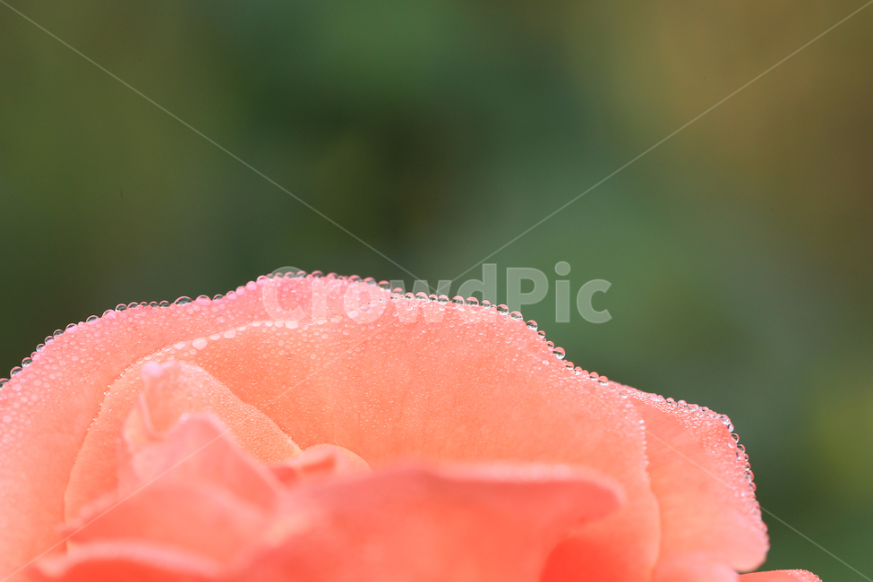 장미,이슬,꽃,rose,dew,flower,일액현상,식물,자연,plants,nature,꽃,flower