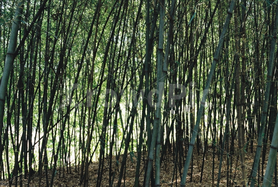 대나무,자연,나무,필름,필카,감성,자연,풍경,nature,landscape,plant,식물