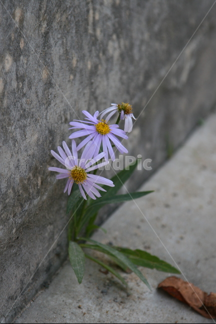 꽃,보라색,야생화,담벼락,틈,풍경,식물,자연,plants,nature,꽃,flower