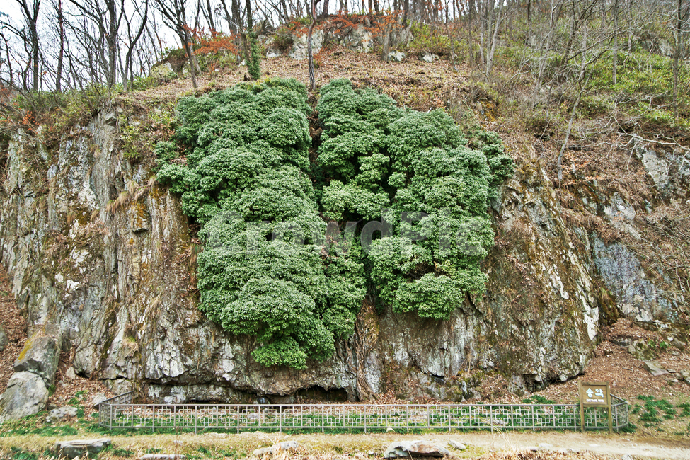 송악,삼인리송악,고창,천연기념물제367호,거목,식물,소밥,자연,풍경,nature,landscape,한국자연풍경,한국자연경관,korea nature landscape,plant,tree,나무