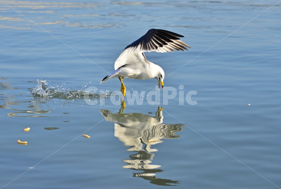 animal,동물,bird,새,water,물,outdoors,옥외,seagull,갈매기,flying,나는,새우깡,바다,조류,비행,동물,animal,조류,새,birds