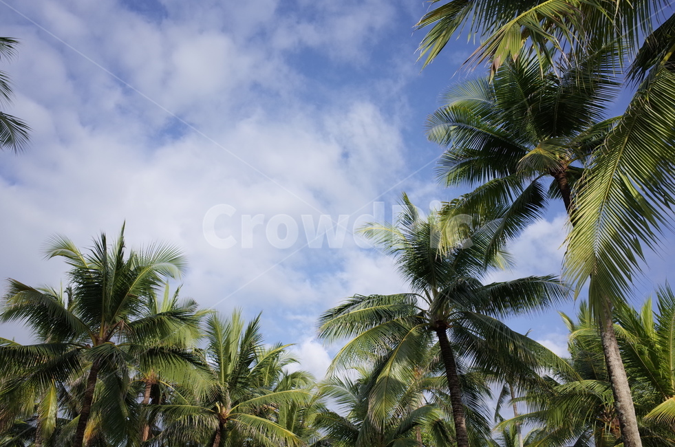 여름,야자나무,야자수,열대,열대식물,휴양지,여름,계절,summer,season,나무,trees,wood,tree,palm tree,plant,식물