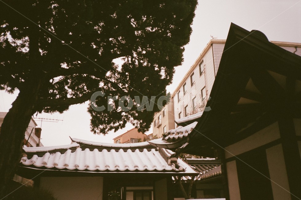 한옥,가옥,집,roof,지붕,나무,tree,plant,필름,film,필름사진,house