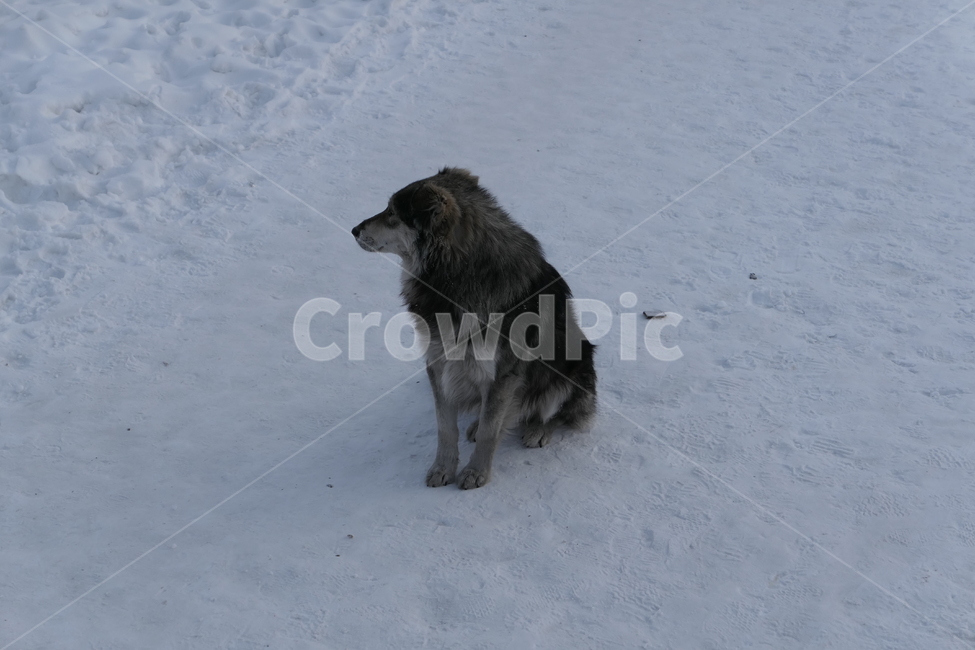 개,강아지,포유류,겨울,러시아,동물,animal,포유류,mammal,개,강아지,dog,doggy