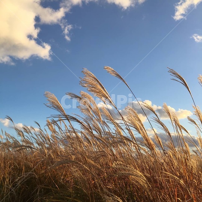 가을,억새,하늘,바람,구름,자연,억새축제,가을,계절,fall,autumn,season,자연,풍경,nature,landscape,plant,식물,grass,잔디