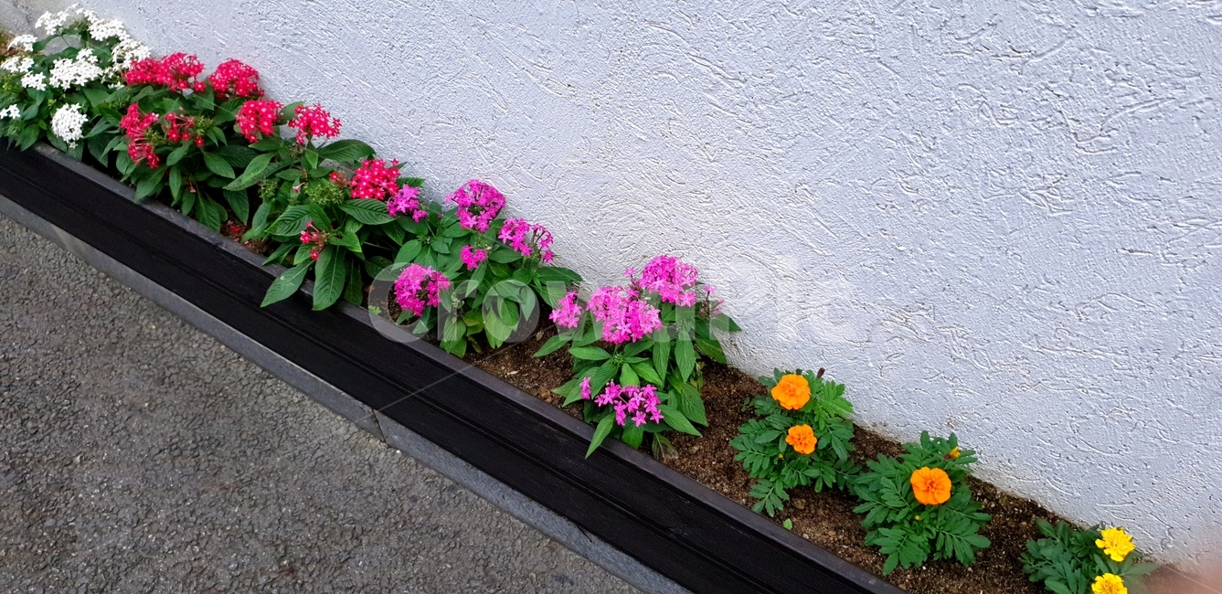 꽃,flower,화단,조경,예쁨