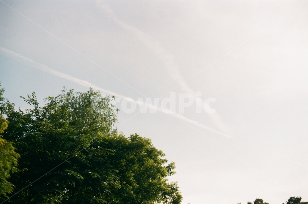 하늘,나무,비행운,sky,평화로운,여름,tree,한가로운,자연,풍경,nature,landscape,outdoors,옥외