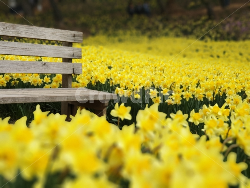 봄,봄꽃,수선화,서산유기방가옥,수선화축제,spring,자연,노란수선화,식물,자연,plants,nature,꽃,flower
