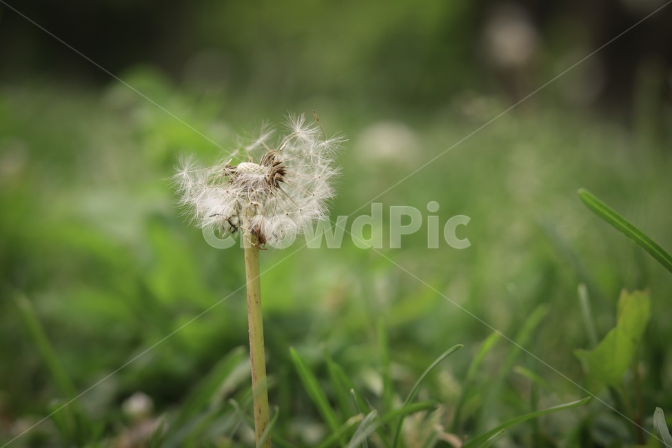 plant,식물,민들레,풀,여름,봄,식물,자연,plants,nature