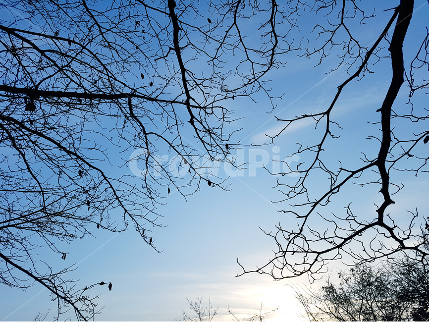 나무,겨울나무,겨울,하늘,햇빛,식물,구름,빛,sky,tree,plant,treetrunk,나무줄기,자연,풍경,nature,landscape,tree trunk,나무 줄기