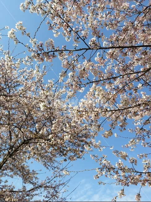 벚꽃,하늘,나무가지,바람,4월