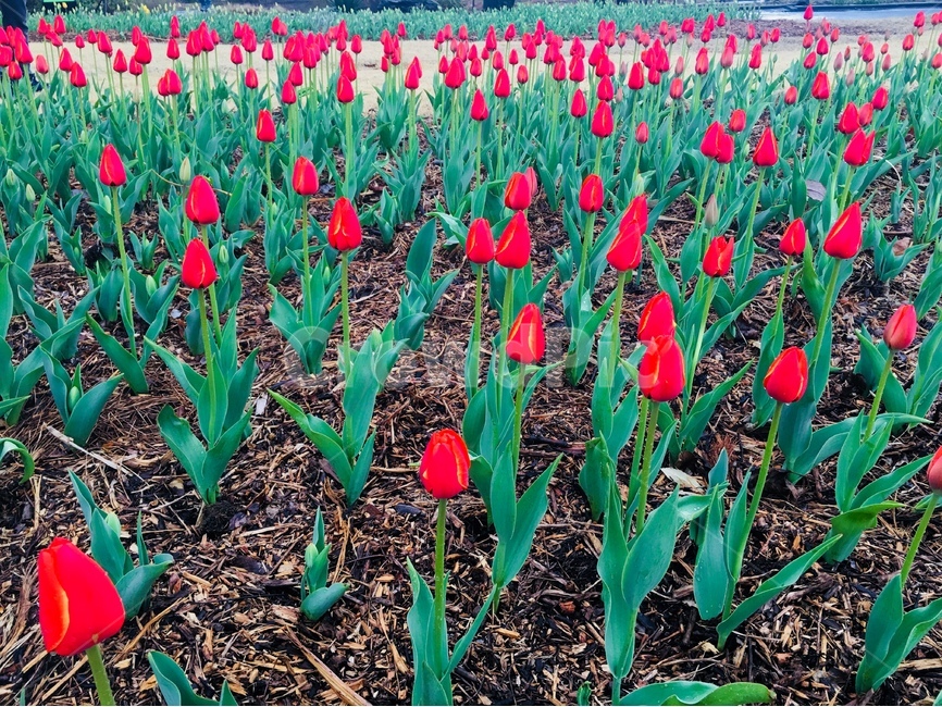 꽃,식물,봄,튤립,빨강,color,spring,공원,park,green,봄,계절,spring,season,식물,자연,plants,nature,꽃,flower,plant,blossom