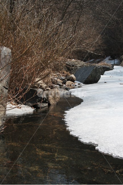 버들강아지,버들개지,갯버들꽃,버드나무과,봄소식,봄전령,전령사,겨울,계절,winter,season,자연,풍경,nature,landscape,outdoors,옥외,water,물,promontory,곶