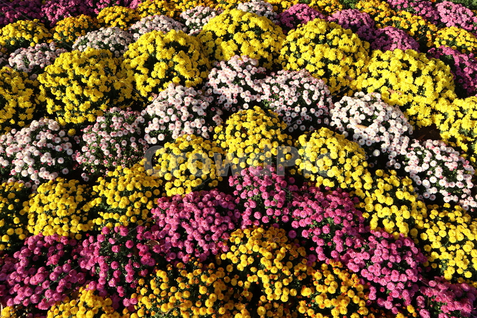 국화,화단,꽃,colorful,좌우대비,flower,plant,blossom,이쁜꽃,식물,자연,plants,nature,꽃,flower