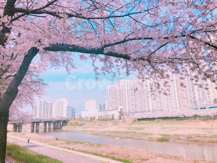 하늘,벚꽃,나무,꽃,봄,분홍,색감,평화로운,편안한,힐링,여유,자연,풍경,계절,spring,pink,cherryblossom,flower,tree,nature,rest,relaxation,healing