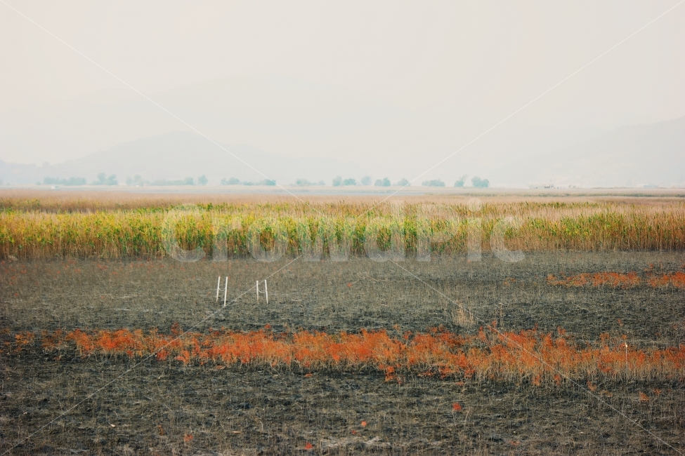 한국,경관,남해,순천,칠면초,풍경,바다,강,새,고요,아침,자연,풍광,nature,landscape,한국자연풍경,한자연경관,koreanaturelandscape,감성,감정,sensible,feeling,emotion,계절,season,마을,rural,한국전통,한국문화,koreatraditional,koreaculture,plant,나무,trees,wood,자연,풍경,nature,landscape,한국자연풍경,한국자연경관,korea nature landscape,ground,바닥