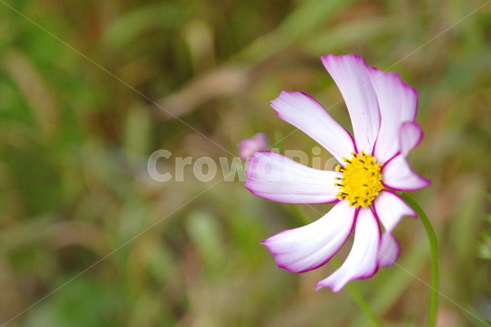 봄,꽃,자연,들꽃,들,식물,자연,plants,nature,꽃,flower