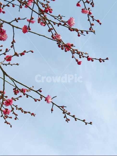 꽃,홍매화,나무,봄,계절,spring,season,식물,자연,nature,flower,봄,계절,spring,season,식물,자연,plants,nature,꽃,flower,plant,petal,꽃잎,blossom,cherry blossom,벚꽃