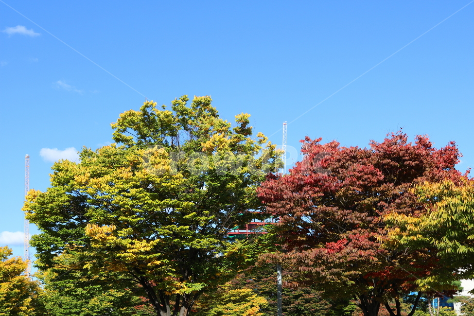 나무,단풍,식물,자연,풍경,가을,느티나무,하늘,가을,계절,fall,autumn,season,자연,풍경,nature,landscape,tree,plant