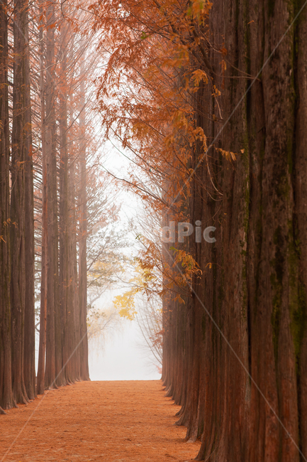 식물,배경,풍경,자연,메타세콰이어,나무,가을,가을빛,만추,계절,기후,붉은빛,가로수,기상,오솔길,길,메타세콰이어길,메타세콰이어숲,숲,삼림,늦가을,단풍,나뭇잎,단풍색,주황색,주황,주황빛,산책로,공원,파크,낙엽,가을색,나무가지,아침,오전,새벽,안개,빛,햇빛,남이섬,관광지,안개낀,autumn,tree,plant,morning,light,가을,계절,fall,autumn,season,자연,풍경,nature,landscape