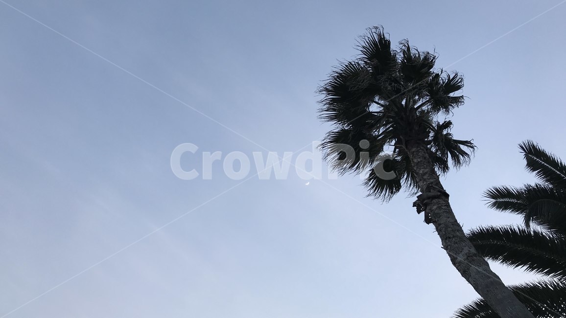 야자나무,야자수,하늘,열대나무,야자열매,나무,trees,wood