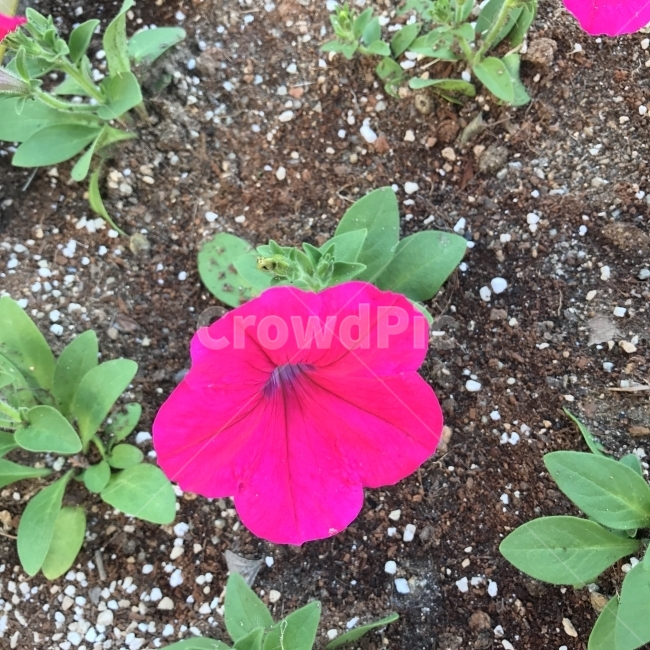 폐튜니아,사피니아,페추니아,페츄니아,Petunia,남아메리카꽃,분홍꽃,가지과,한해살이풀,PetuniaHybridaVilm,반덩굴성,식물,꽃,Flower,식물,자연,plants,nature,꽃,flower