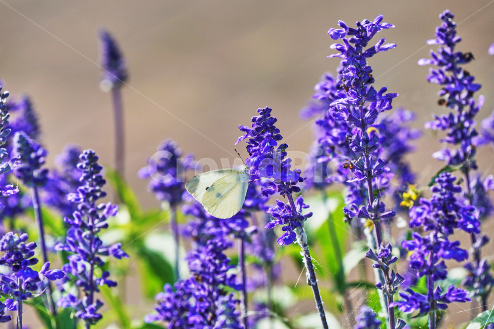 꽃,자연,식물,감성사진,여름,나비,식물,자연,plants,nature,꽃,flower,동물,animal,곤충,벌레,insect,bug