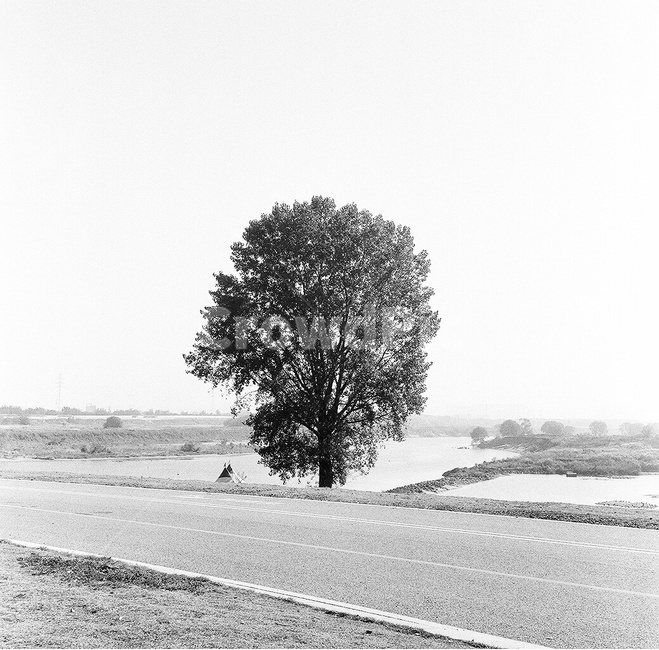 흑백,중형카메라,낙동강,자전거길,나무,식물,자연,plants,nature,나무,trees,wood,흑백,모노톤,monochrome,black and white