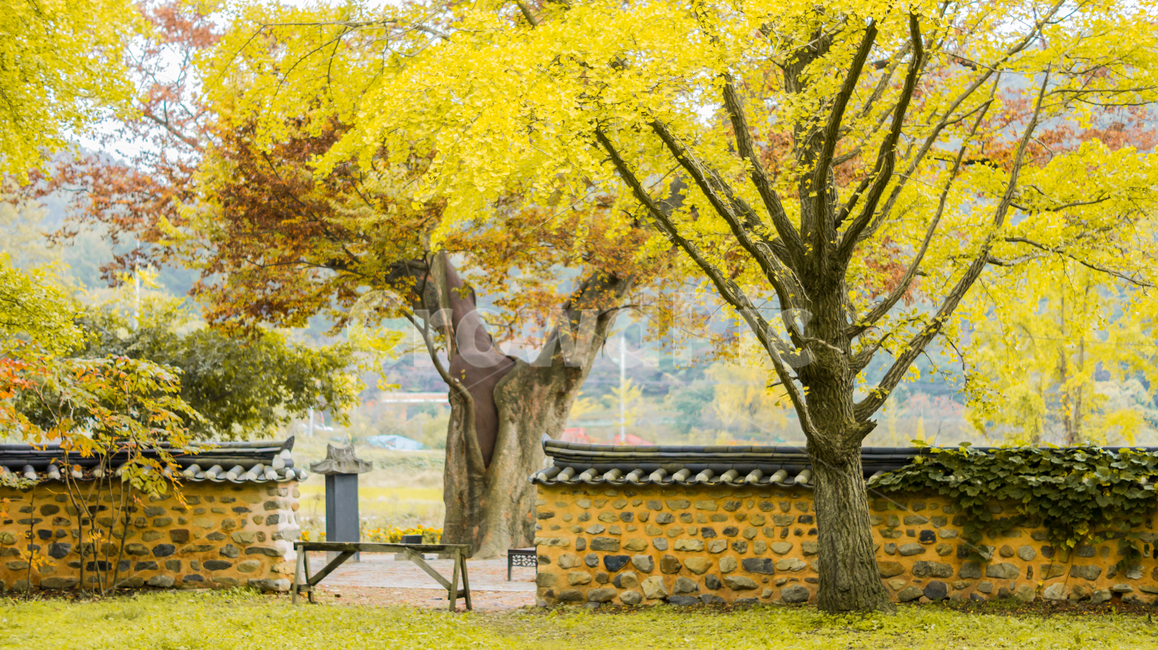 은행나무,은행,단풍,나무,식물,풍경,가을,계절,노랑,은행잎,tree,plant,ginkgonut,landscape,fall,leaf,season,autumn,공원,낙엽,담벼락,가을,계절,fall,autumn,season,tree trunk,나무 줄기