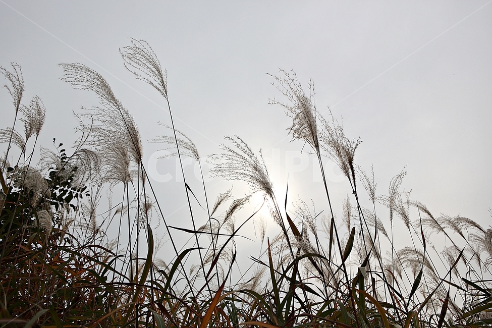 갈대,억새,잡초,식물,풍경,풀,자연,공원,하늘,흐림,가을,계절,fall,autumn,season,plant,grass,잔디,lawn,reed