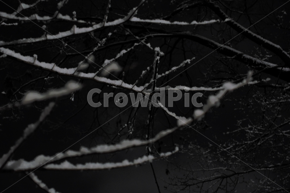 눈,나뭇가지,풍경,야경,크리스마스,겨울,아웃포커싱,겨울,계절,winter,season,야경,밤,풍경,nightscape,night,landscape,식물,자연,plants,nature,outdoors,옥외,ice,빙
