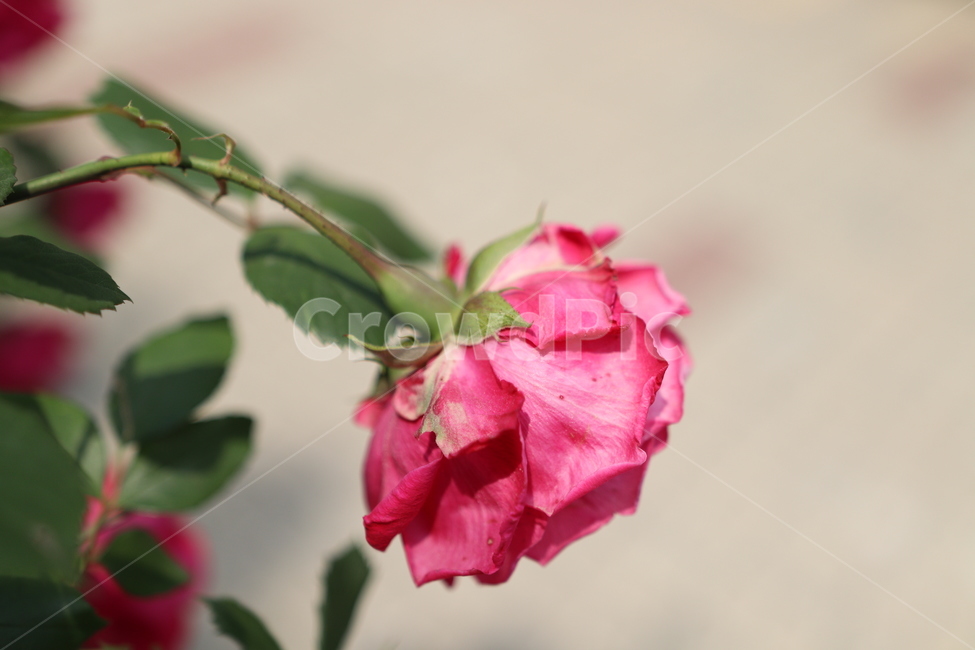 장미,꽃,장미꽃,분홍장미,후면촬영,식물,자연,plants,nature,꽃,flower