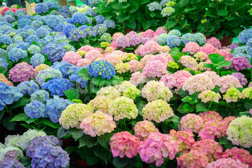 수국,파스텔,연보라,연핑크,화분,정원,앤틱,마당,식물,자연,plants,nature,꽃,flower,색깔,색상,색채,색감,color sense,color sensitivity,feeling of color