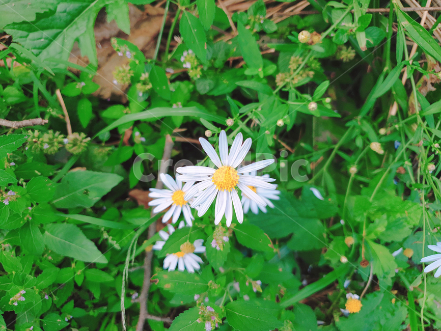 쑥부쟁이,꽃,flower,식물,자연,야생화,식물,자연,plants,nature,꽃,flower