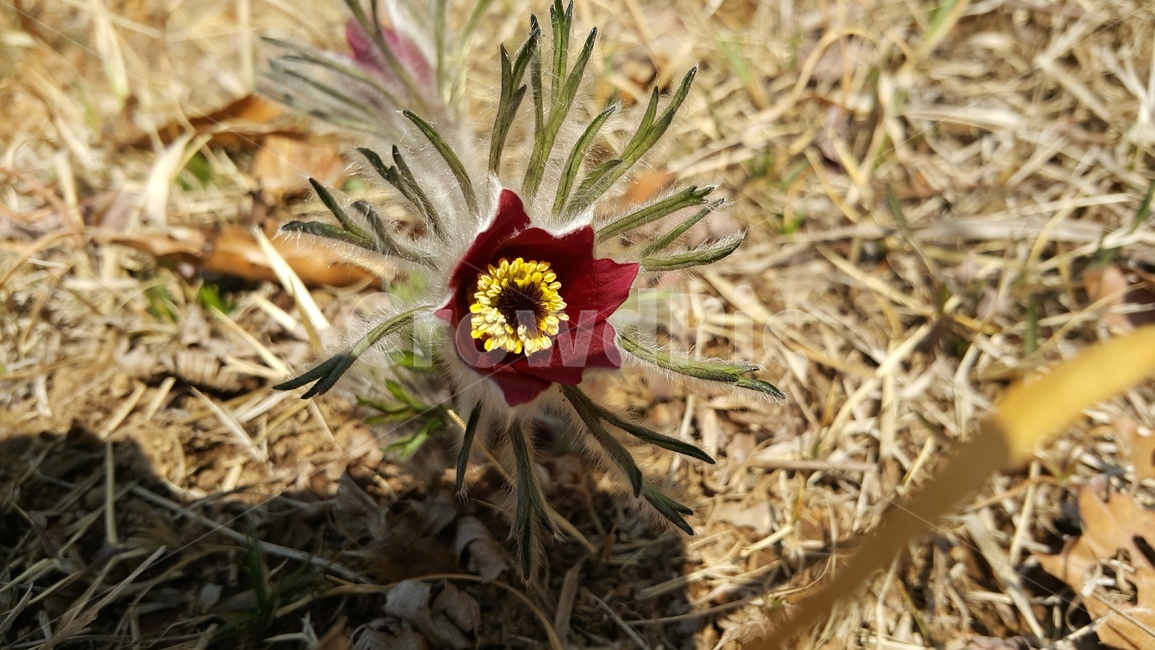 꽃,pulsatillakoreana,flower,여러해살이풀,할미꽃,식물,자연,plants,nature,꽃,flower