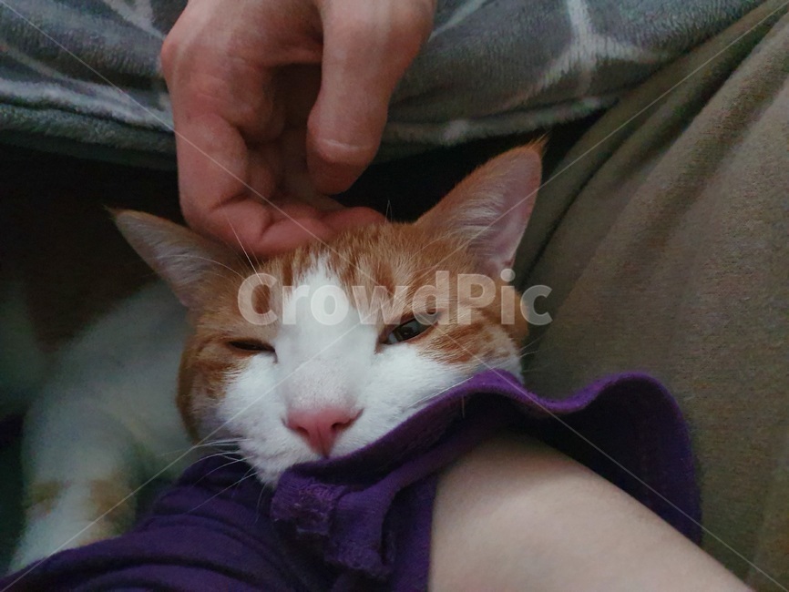 고양이,애완동물,동물,cat,pet,동물,animal,포유류,mammal,고양이,cat,kitten,kitty