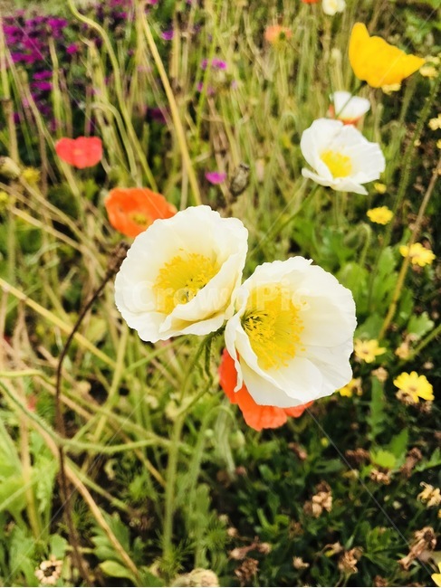 플라워,꽃,자연,flower,식물
