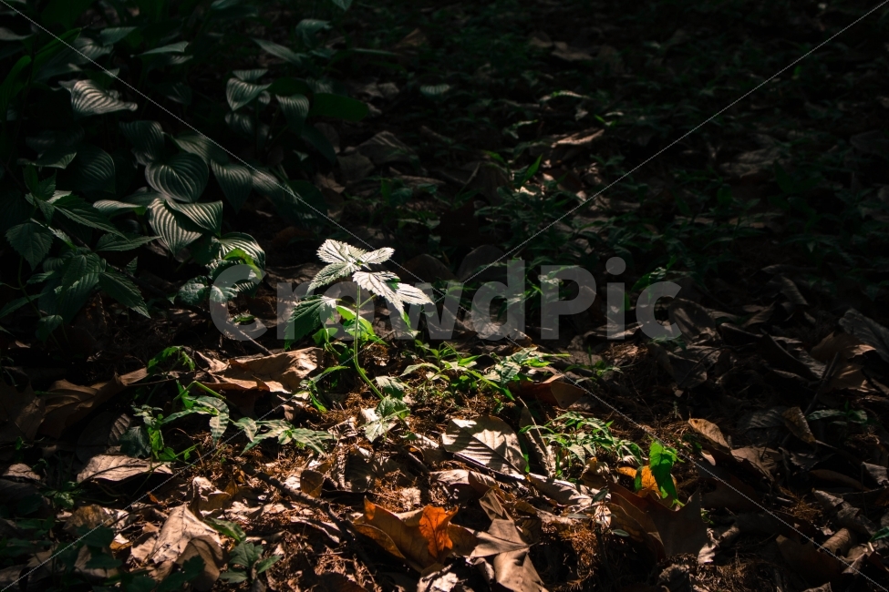 식물,plant,숲,forest,빛,light,풍경,landscape,그림자,shadow,낙엽,leaves,식물,자연,plants,nature,휴식,힐링,rest,relaxation,healing