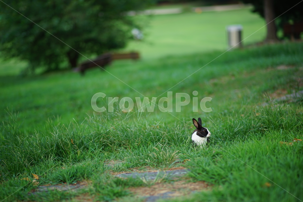 토끼,공원,초원,rabbit,park,동물,풀,초록,동물,animal,포유류,mammal