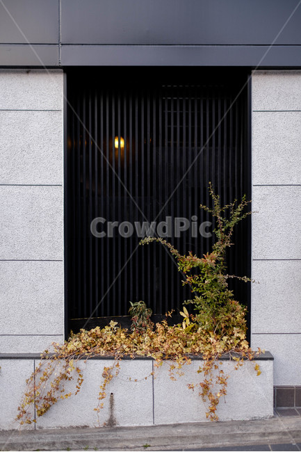 일본,교토,입면,건물,식물,외장,식물,자연,plants,nature,건축물,건물외관,exterior,building,structure,architecture,construction