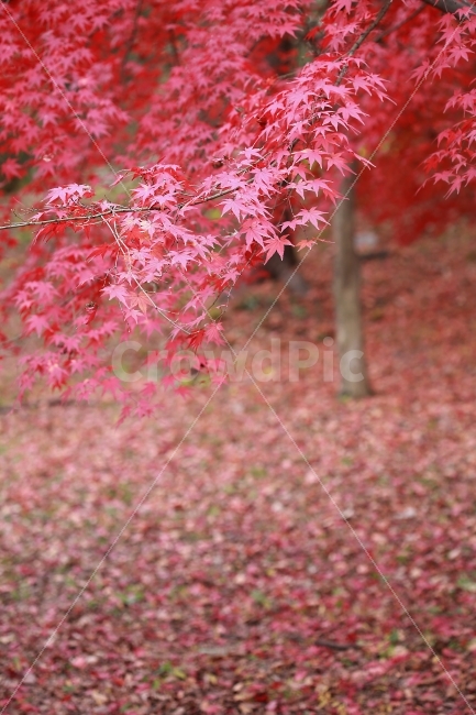 배경,단풍,나무,숲,빨강,화면,감성,감정,풍경,포커스,이미지,컬러,바탕,서울,창경궁,궁,가을,계절,fall,autumn,season,식물,자연,plants,nature,plant,leaf,잎,tree,maple
