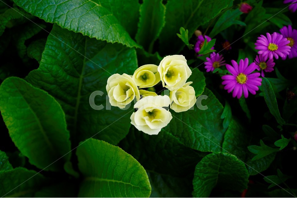 봄,꽃,꽃송이,식물,floral,flower,nature,plant,spring