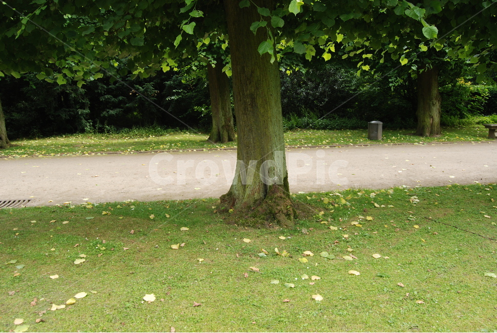 나무,나무줄기,잔디,식물,환경,낙엽,자연,자연,풍경,nature,landscape,tree,plant,tree trunk,나무 줄기,grass
