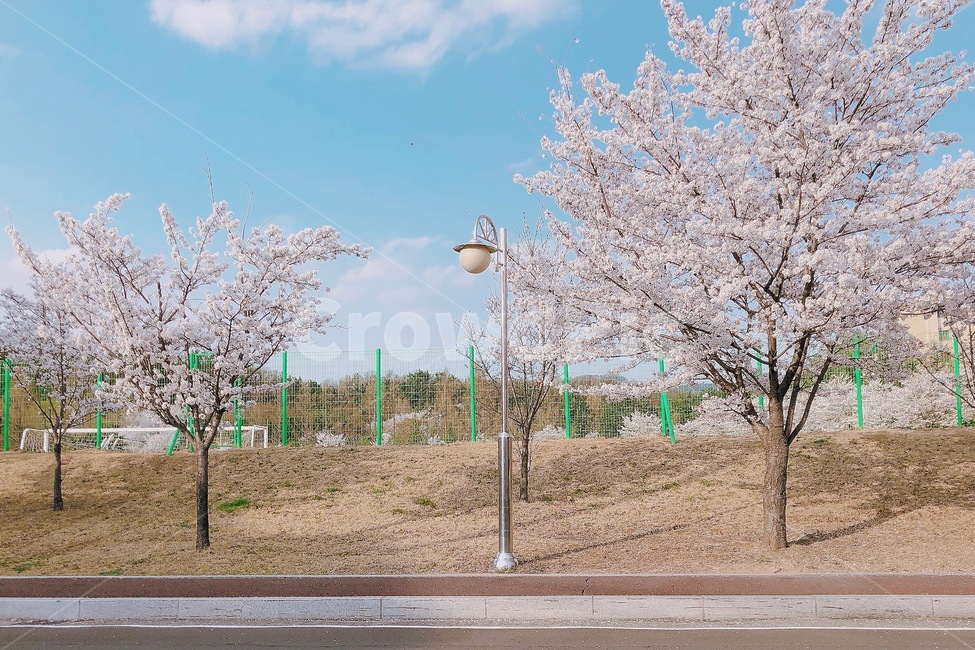 산책,봄,봄꽃,풍경,하늘,봄하늘,벚꽃,벚꽃나무